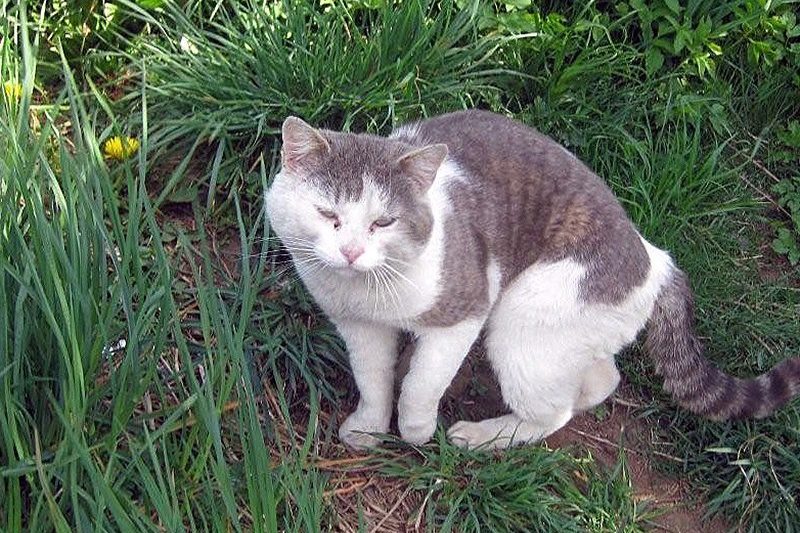 Kattenkweker uit Dilbeek kweekt verboden “Taylor Swift”-katten en verliest erkenning