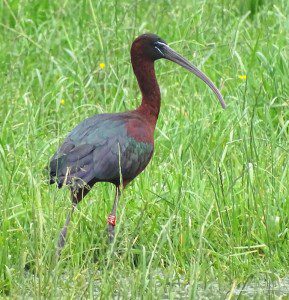 zwarte ibis pascal heymans
