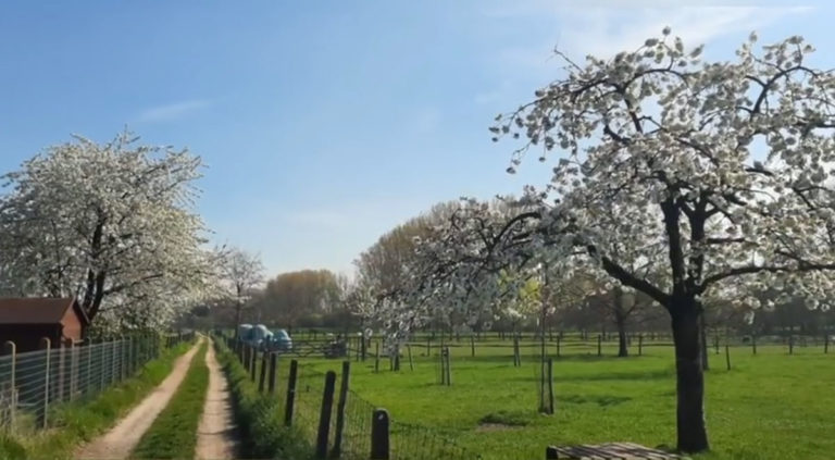 Stemmen op mooiste boom van Meise