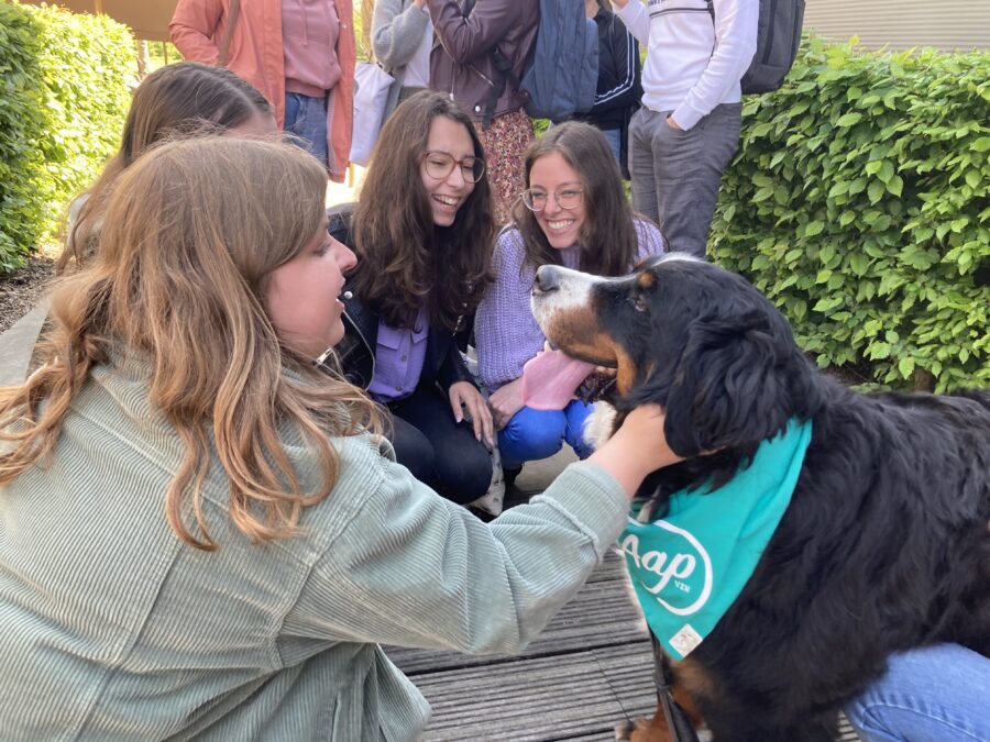 Knuffelhonden nemen examenstress even weg bij studenten Hogeschool Odisee Dilbeek