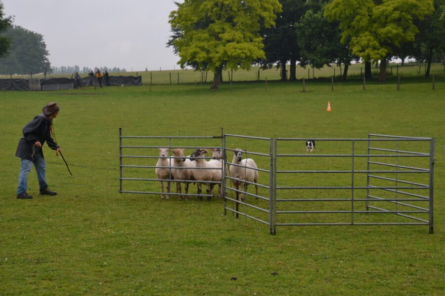 Belgisch kampioenschap schapendrijven streek neer in Essene