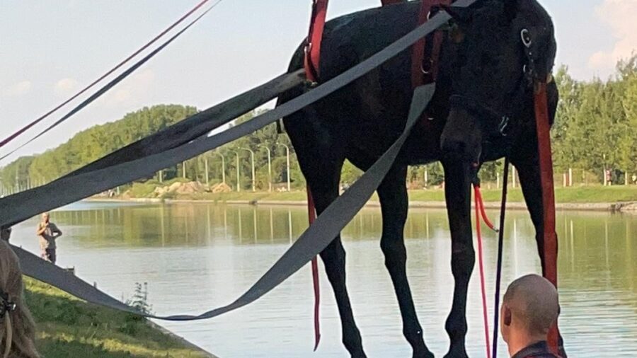 Brandweer redt paard uit kanaal na struikelpartij
