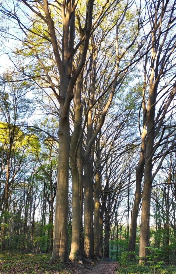 Bebossing in Halle-Vilvoorde versterkt met 95,5 ha bosoppervlakte en 232 650 bomen