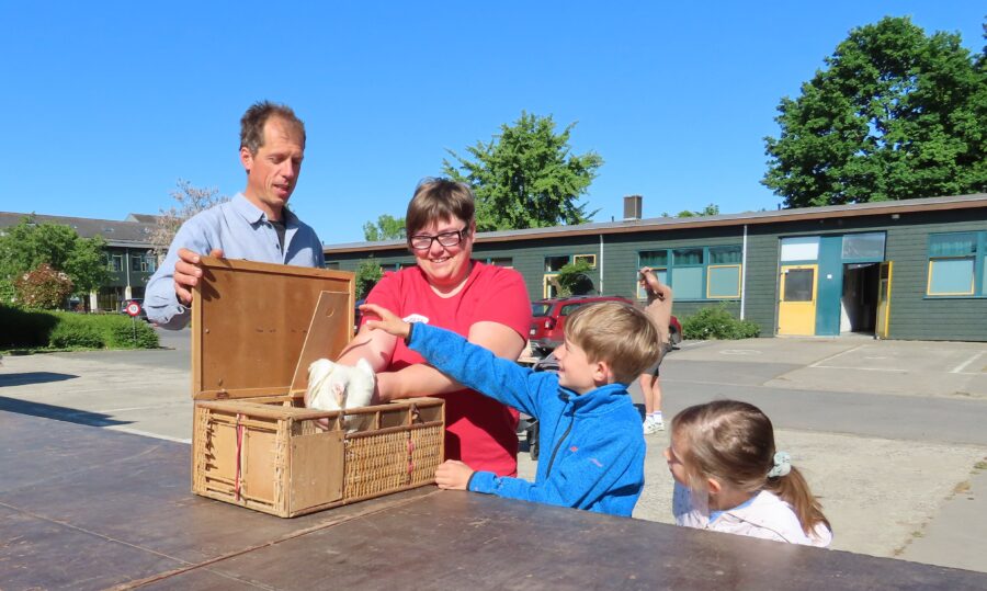 Kippenverkoop van gemeente Merchtem was een succes!