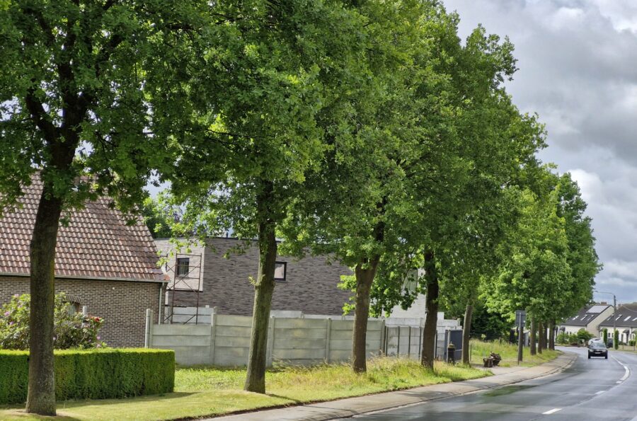 Natuurpunt wil eikenkap op de Kouter teruggedraaid zien