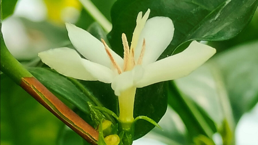 Onderzoekers Plantentuin herontdekken wilde koffieboom