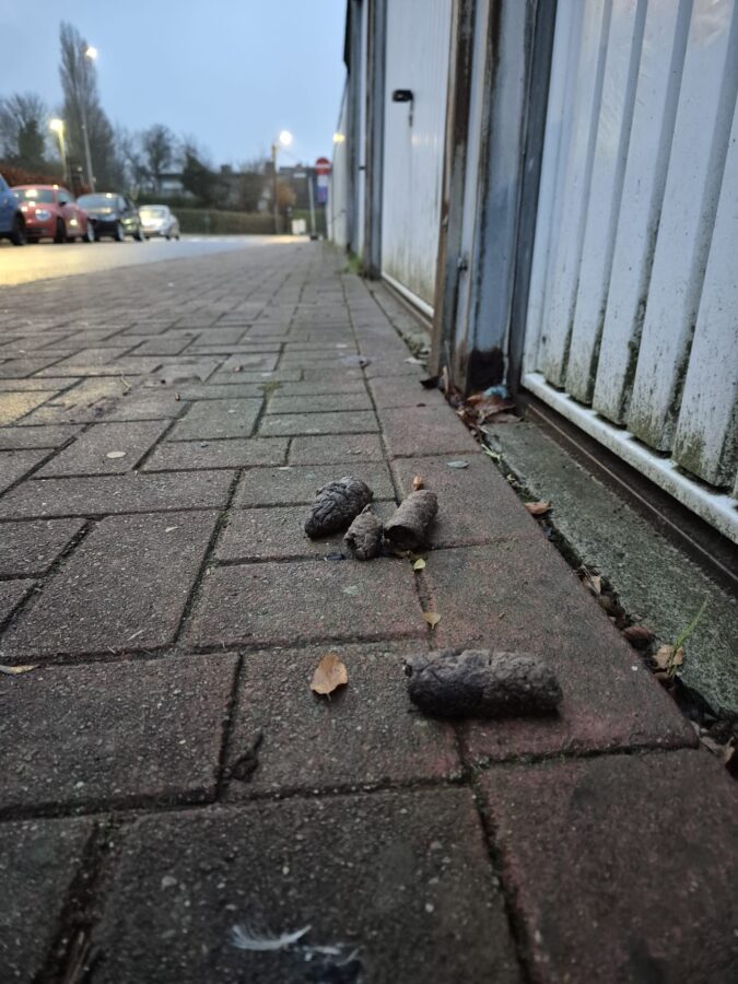 Van wie is de hondenpoep in de Maurice Sacréstraat?