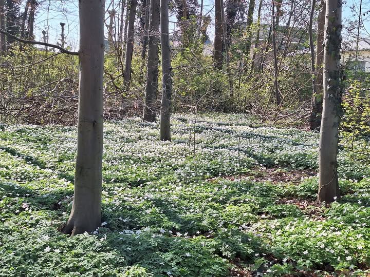 Bosonderhoud in Prinsenbos: tijdelijke afsluitingen om veiligheidsredenen
