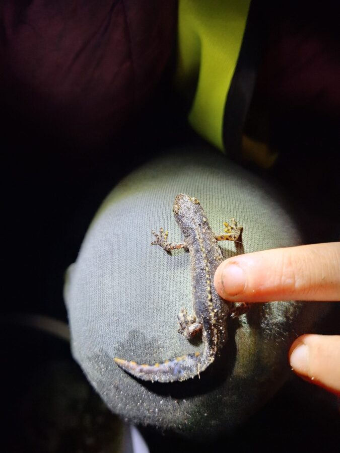 Jaarlijkse paddenoverzet gestart