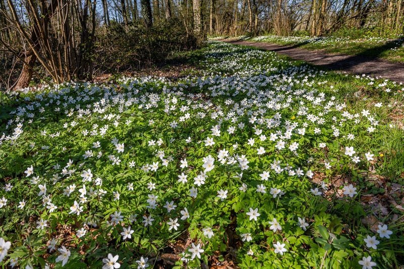 Burgeronderzoek brengt impact klimaat op voorjaarsbloei in kaart